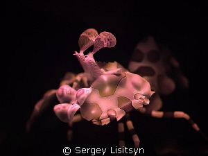 Harlequin Shrimp. by Sergey Lisitsyn 